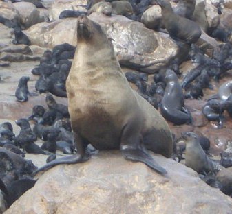 Swakopmund e Skeleton Coast, otarie a Cape Cross