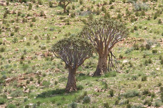 Namibia meridionale, foresta di quiver tree, safari fotografici