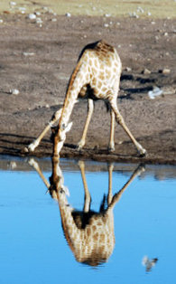 giraffa si abbevera in una pozza del parco Etosha