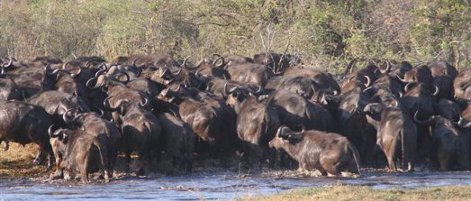 bufalo in Kavango e Caprivi Strip, natura lussureggiante
