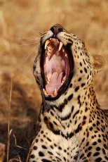 ghepardo, safari avventurosi, tuor in Namibia